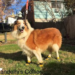 Summer - Collie