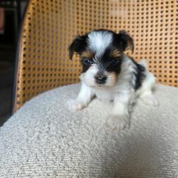 Rocky (boy4) - Black tan and white male Biewer Terrier puppy in Las Cruces, New Mexico from De La Rosa Biewers