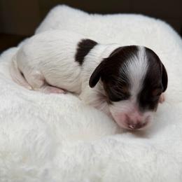 Piebald Girl - Piebald female Dachshund puppy in Bakersfield, California from Pretty Dachshunds 661