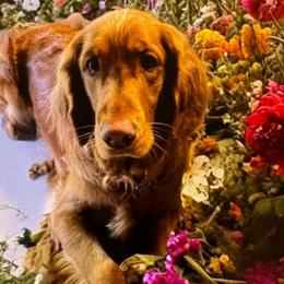 Stella - Golden Retriever