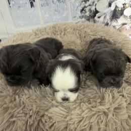 French Bulldog puppies from Velvet Fluffy Pups