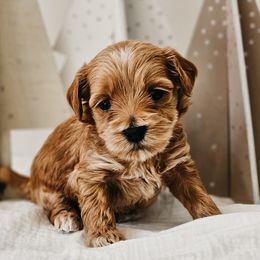 Crackle - Red  male Goldendoodle puppy in Punta Gorda, Florida from Transformation Acres Goldendoodle