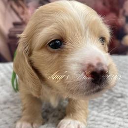 Thor AKC - Cream male Dachshund puppy in Jena, Louisiana from Amy’s Mini Doxies
