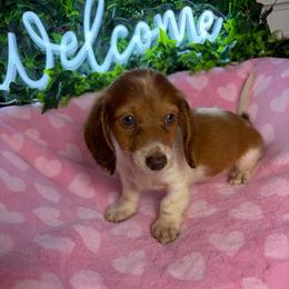 Chucky - Piebald male Dachshund puppy in Lake City, Florida from My Ditzy Doxies of Florida