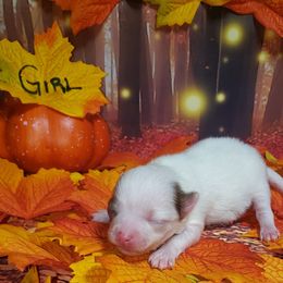 Treat - Chocolate merle female Pomeranian puppy in Weatherford, Texas from Jeweled Poms