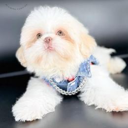 Emzay - White male Shih Tzu puppy in League City, Texas from Divine Pups