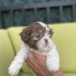 Girl 2 - Cream and white female Shih Tzu puppy in Troy, Michigan from "Shihtzu Best Friend"