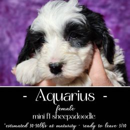 Old English Sheepdog and Sheepadoodle Puppies from Country Roads Sheepdogs & Doodles