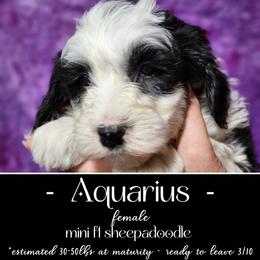 Old English Sheepdog and Sheepadoodle Puppies from Country Roads Sheepdogs & Doodles