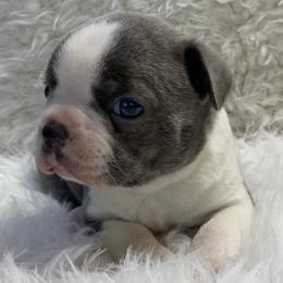 Boston Terriers from Bishop's Bostons