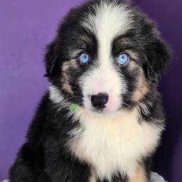 Quinn4Boy4- BTM,NBT,AKC,OFAs,Genetics - Black tri-color male Australian Shepherd puppy in South Hill, Virginia from Silverside Aussies LLC