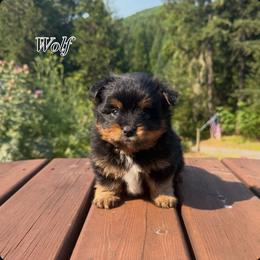 Boy 1 - Black and gold male Yorkshire Terrier puppy in Roseburg, Oregon from Dbos Furry Friends