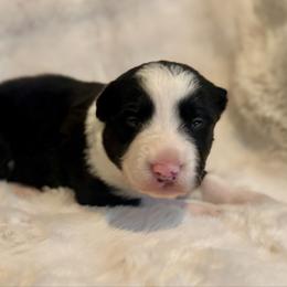 Male 2 - Black and white male Border Collie puppy in Morriston, Florida from Garcia Family Farms