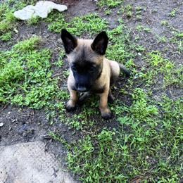 Boy 3 - Fawn male Belgian Malinois puppy in Franklin, Virginia from Morning Star Malinois