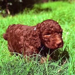 Lexus - Chocolate female Goldendoodle puppy in Arlington, Texas from Chambers Doodle Patch