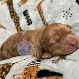 Dachshund Puppies from L&L 4D Dancer’s Dachshunds