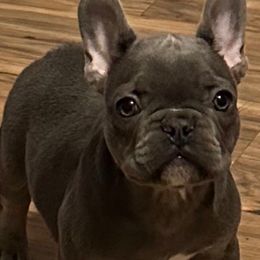 Boy 2 - Blue French Bulldog puppy in Merkel, Texas from Thomas Frenchies