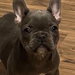 Boy 2 - Blue French Bulldog puppy in Merkel, Texas from Thomas Frenchies