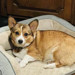 Harley  - Pembroke Welsh Corgi
