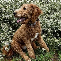 Kens - Goldendoodle