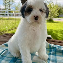 Dune - Blue merle male Aussiedoodle puppy in Heber City, Utah from Junipersdoodles