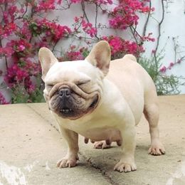 Chyna - French Bulldog