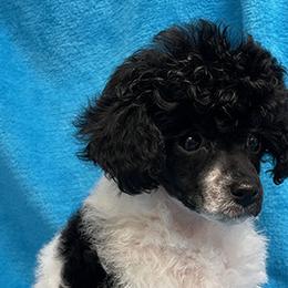 Poodles from Canyon Spring Ranch Poodles