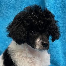 Poodles from Canyon Spring Ranch Poodles