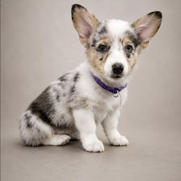 Sadie - Blue merle and white female American Corgi puppy in Charleroi, Pennsylvania from Twilight Hollow Corgis