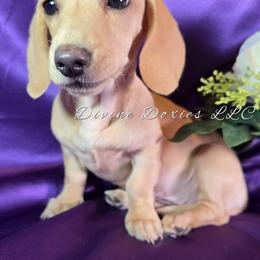 Willow ee Cream AKC -Limited- - Cream female Dachshund puppy in Kansas City, Missouri from Divine Doxies LLC