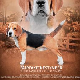 Tymber - Beagle