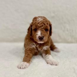 Goldie girl - Red  female Goldendoodle puppy in Rio Linda, California from Plush Doodles