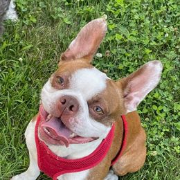 Rhett - Boston Terrier