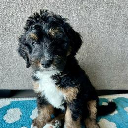 Apollo - Tri-color male Bernedoodle puppy in Nampa, Idaho from Ember Skies Doodles