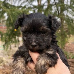 Yorkipoos from Dorans Danes and Doodles