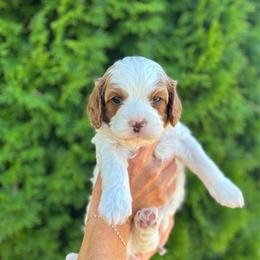 Ranger - Blenheim male Cavapoo puppy in Pasco, Washington from Columbia Basin Puppies