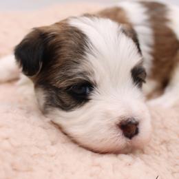 Frank Churchill - Gold sable male Havanese puppy in Hendersonville, North Carolina from Grayfinn House