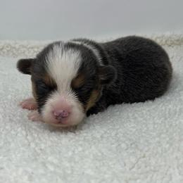 Leo (bluie) - Black and tan male American Corgi puppy in Waco, Texas from The Comma Corgis