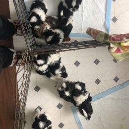 "Litters in 2022" Shih Tzu Puppies from Schiermeister Hof Kennels