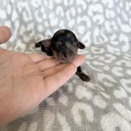 Espresso - Dapple male Dachshund puppy in Stamford, Texas from West Texas Miniature Dachshunds