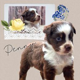 Penny - Red tri-color female Miniature American Shepherd puppy in Artois, California from Aloe Aussies