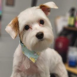 Yorkshire Terriers from Majestic Touch Kennels and Pet Services