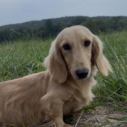 Denver - Dachshund