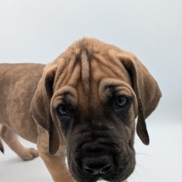 Great Dane Puppies from R&R Breeding and Pet Care