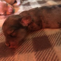 Girl 1 - Dapple female Dachshund puppy in Abernathys Mill, Georgia from Kiser Creek Dachshunds