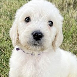 Goldendoodle, Labradoodle, Poodle, and Sheepadoodle Puppies from Osage Puppies