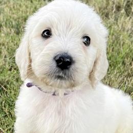 Goldendoodle, Labradoodle, Poodle, and Sheepadoodle Puppies from Osage Puppies