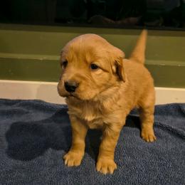 Vixen (purple collar) - Golden female Golden Retriever puppy in Tenino, Washington from Oak River Goldens'