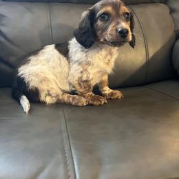 Dallas - Piebald male Dachshund puppy in Milroy, Pennsylvania from Not Your Average Weiner