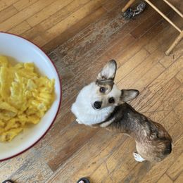 Pembroke Welsh Corgis from Rose Petal Farm